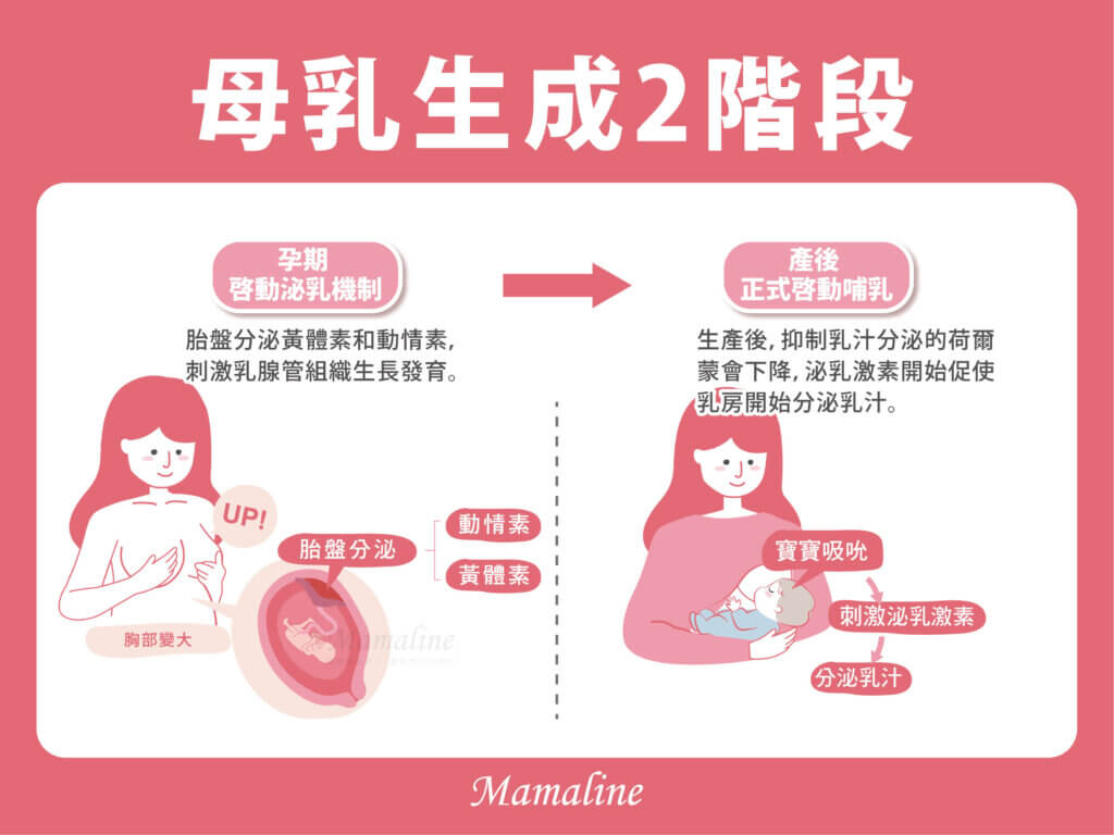 母乳生成2階段:1.孕期階段:啟動泌乳機制2.產後階段:正式啟動泌乳