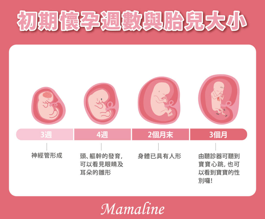 初期懷孕週數與胎兒大小